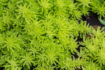 Green small plants as nature texture background.