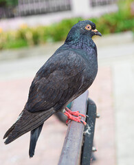 pigeon on a fence