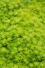 Green small plants as nature texture background.