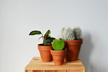 Green house plants calathea beauty star, cactus, espostoa lanata and hoya kerri in terracotta pots on wooden box over white	