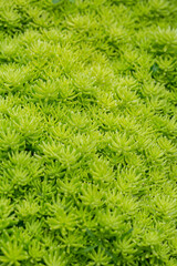 Green small plants as nature texture background.