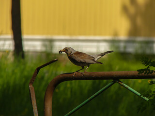 Fieldfare with insects