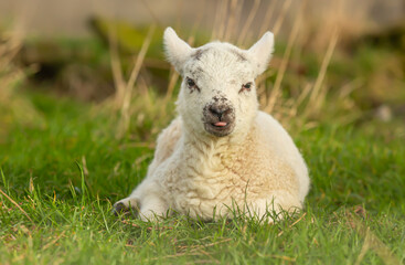 Naklejka na ściany i meble Lamb in Springtime. Cute, cheeky lamb, facing forward in grassland with tongue poking out. Yorkshire Dales, England. Close up. Horizontal. Space for copy.