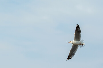 Seagulls flying