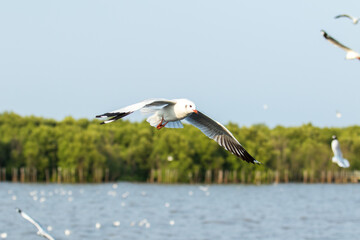 Seagulls flying