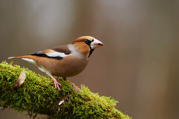 Coccothraustes coccothraustes, Hawfinch, wildlife from danube wetland forest, Slovakia, Europe
