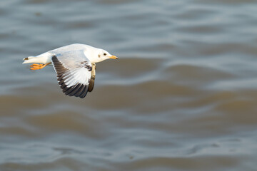 Seagulls flying