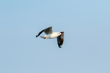 Seagulls flying