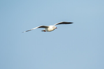 Fototapeta na wymiar Seagulls flying