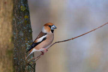 Coccothraustes coccothraustes, Hawfinch, wildlife from danube wetland forest, Slovakia, Europe