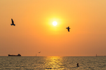 Silhouette of seagull flying at sunset