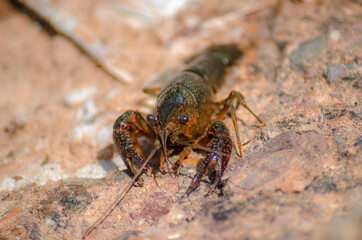 american crab on the stone