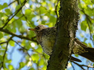 Fieldfare angry