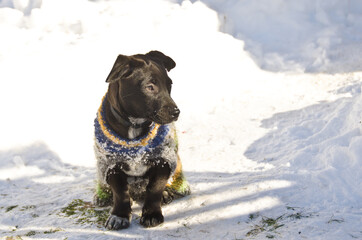 An awesome, cute little black half breed puppy with a colorful coat from wool is playing in the white snow
