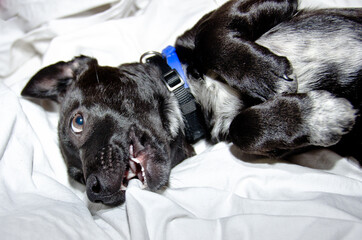 An awesome, cute little black half breed puppy playing on a white sheet