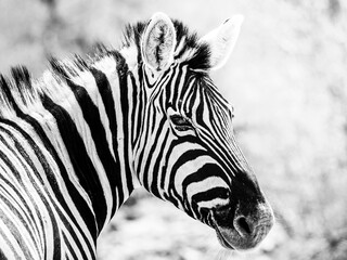 Fototapeta na wymiar Zebra portrait in african savanna