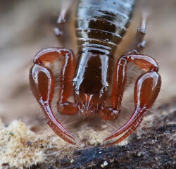 Moosskorpion in der Eifel (ca. 3 mm groß) - obrazy, fototapety, plakaty
