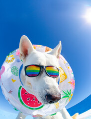 Funny dog wit sunglasses and floting ring