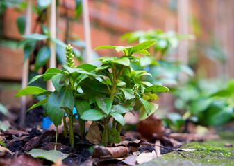 Close up of a vertical garden and green wall on behalf of climate adaptation