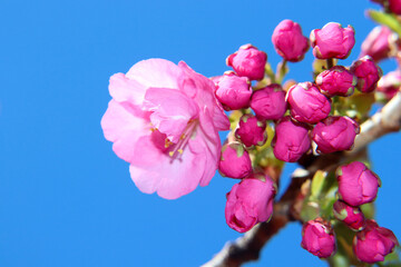 桜 さくら サクラ 河津桜 美しい 綺麗 花 春 青空 かわいい ピンク 