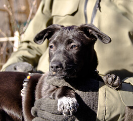 A cute and awesome adorable black crossbreed puppy is relaxing in the bed