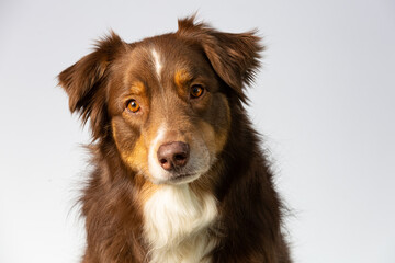 Close up of an Australian Shepherd dog face on a white background
