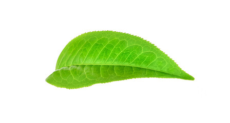 Obraz premium Fresh tea leaves on a white background