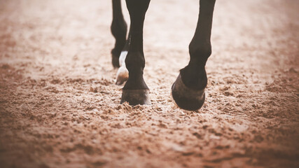 A black horse steps its hooves on the sand in an outdoor arena in training for equestrian sports competitions. Equestrian sports.