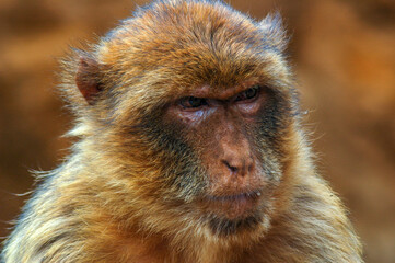 Gibraltar monkey close-up