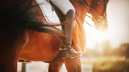 A beautiful bay horse with a long dark tail and a rider in the saddle is trotting to meet the...
