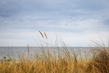 Dune Grass in front of Baltic Sea, Germany, Europe