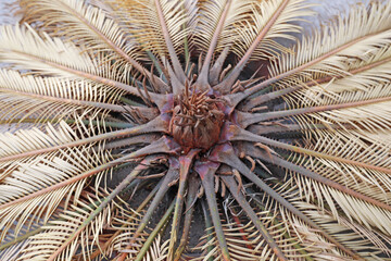 dried cycas revoluta leaves，closeup of photo