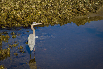 Great Blue Heron in coastal salt marsh at low tide in Huntington Beach State Park in Murrells Inlet, South Carolina
