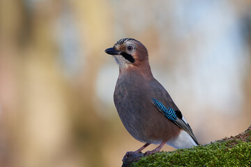 Garrulus glandarius, Eurasian jay, wildlife from danube wetland forest, Slovakia, Europe
