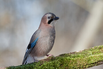 Garrulus glandarius, Eurasian jay, wildlife from danube wetland forest, Slovakia, Europe