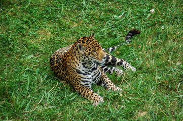 leopard in the grass