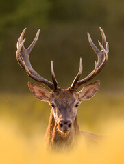 Wild deer during the rut at sunset