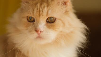 Cat's eye disease, cataracts concept. Portrait of red long haired domestic siberian cat has...