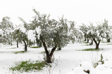 Beautiful Olive trees in an olive grove in the snow, Apulian landscape after a snowfall, unusual...
