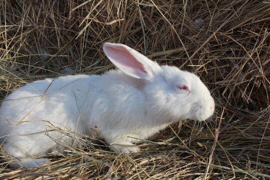 a white albino rabbit with red eyes sits in the hay on a farm