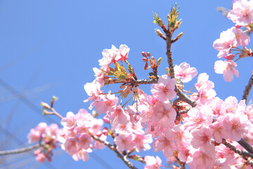 サクラ ピンク 春 かわいい 花見 美しい 満開 さくら 桜 穏やか 花見 卒業 入学
