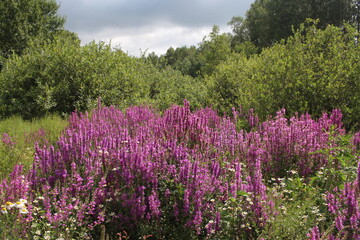 bright pink flowers grow in summer in a clearing in the forest grass