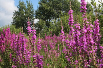 bright pink flowers grow in summer in a clearing in the forest grass