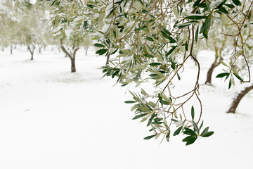 Beautiful Olive trees in an olive grove in the snow, Apulian landscape after a snowfall, unusual...