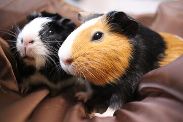 two fluffy guinea pigs pets sit next to each other
