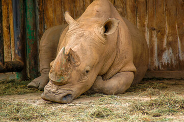 Obraz premium rhino at the zoo sleeping