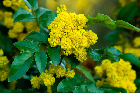 Mahonia pospolita