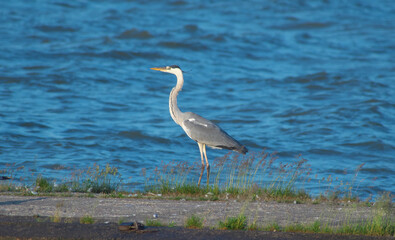 A gray heron stands on the pier
