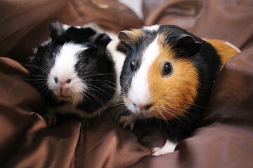 two fluffy guinea pigs pets sit next to each other