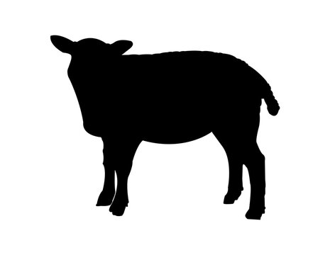 Vector black simple silhouette of a small young baby lamb, sheep, or ewe isolated on white background. Illustration of a farm animal, livestock.